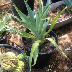 Smooth Agave Plant