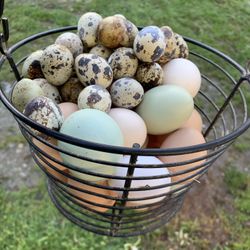 Fresh eggs 🥚🐣🐥