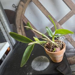 Orchard Cattleya Hybrid Purple 