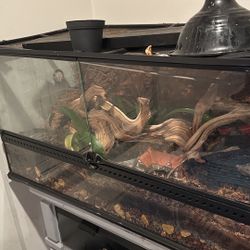 Bioactive Snake/reptile Enclosure/Tank