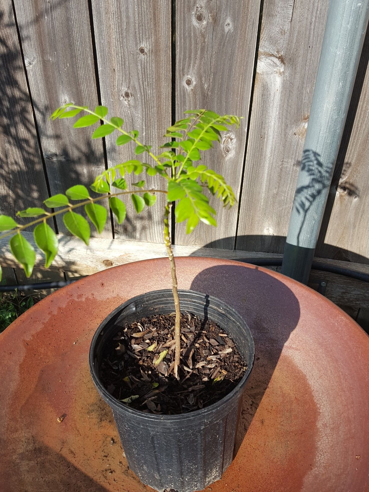 Curry leaf plant, healthy leaves