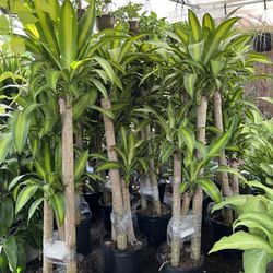 Mass Cane In 5 gls Pot. SPECIAL PRICE 🤩