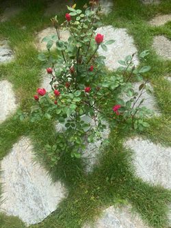 Double Knock Out Red Rose In Large White Glazed Ceramic Pot With Drainage.