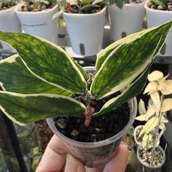 Hoya Polyneura (Outer Variegated)