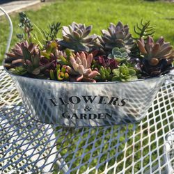 Succulent arrangement