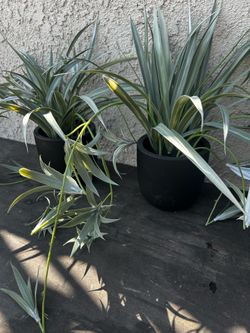 Two small faux plants