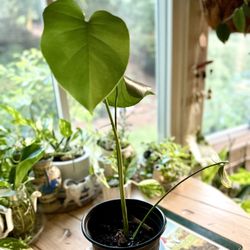 Small Monstera Plant Starter Plant 