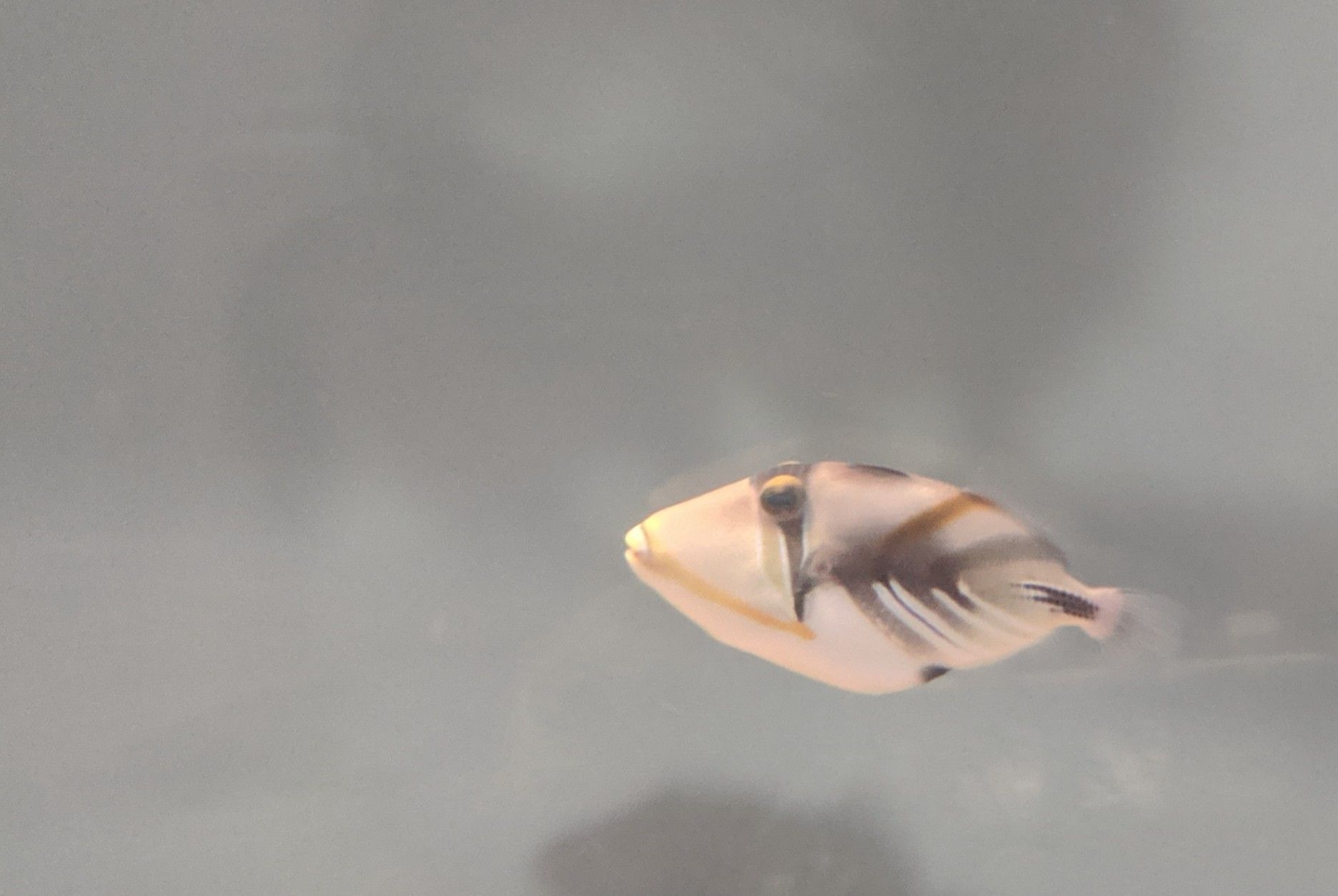 3 inch Humu Humu Picasso trigger fish