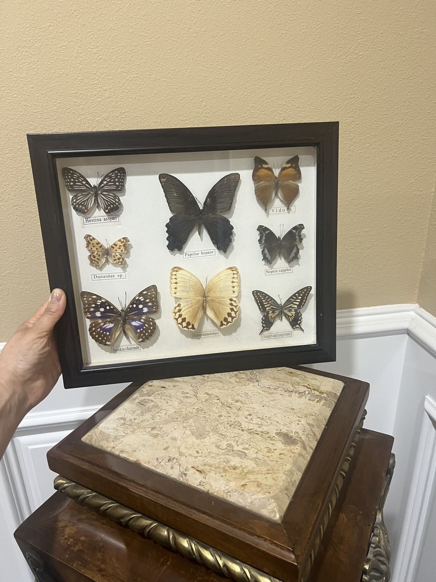 Butterfly Dried. Square Wood Framed Wall