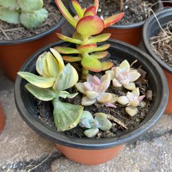 4 Inch Pot Succulent plants mix - includes 3 varieties - rooted ready to be planted or displayed 