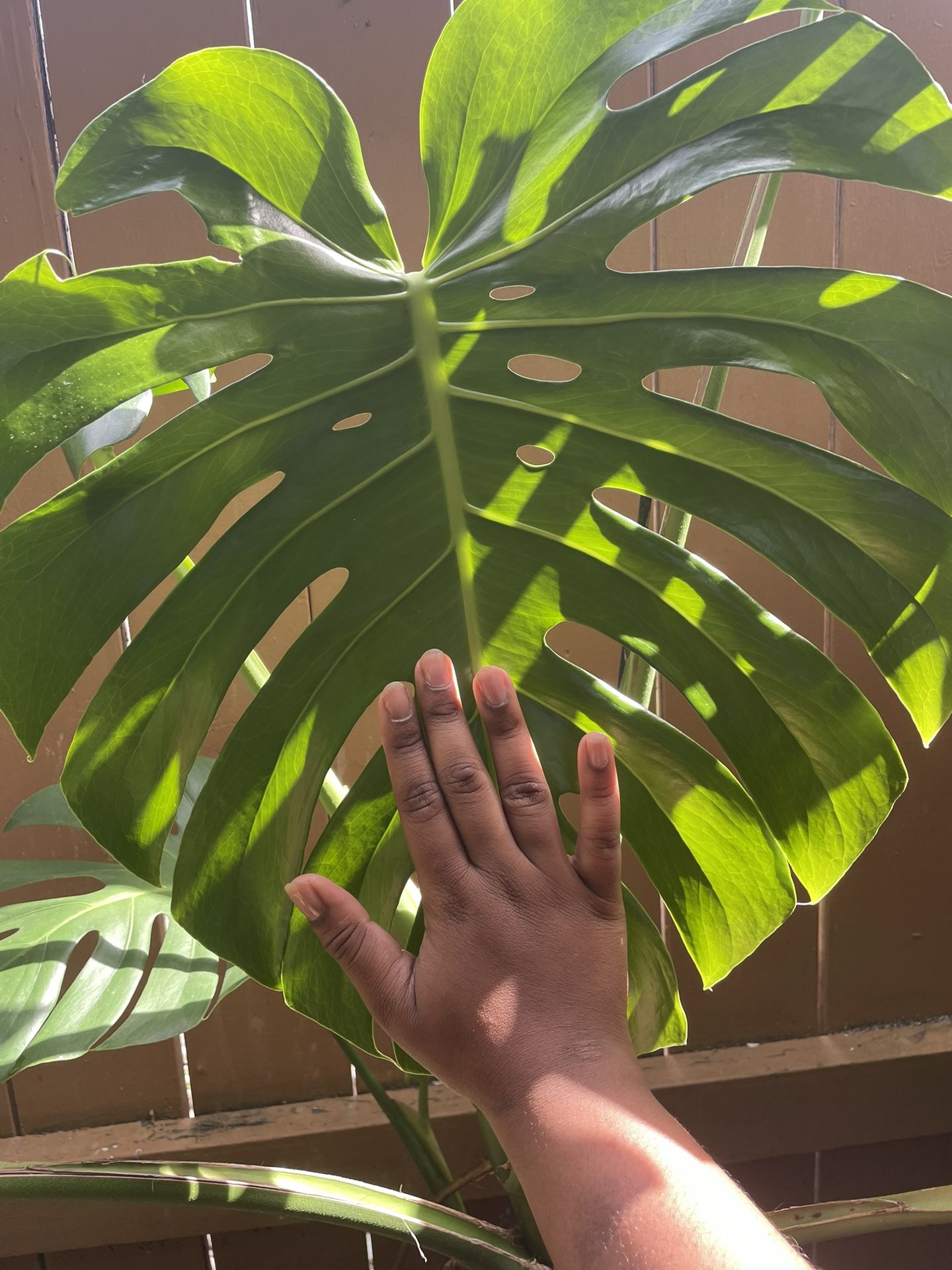 OBO Monstera Plant with Trellis and decorative pot