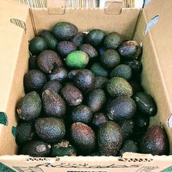 25 Lb Box Of Avocados 