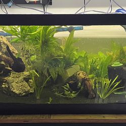 Aqueon 60g Breeder Fish Tank Aquarium Kit