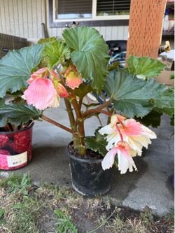 Giant begonia plant in pot outdoor or indoor green pink color
