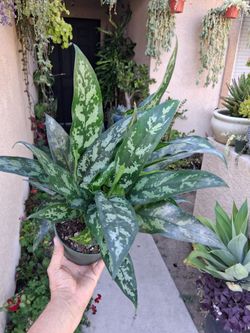 Aglonema Maria Plant $35