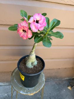 6” desert rose