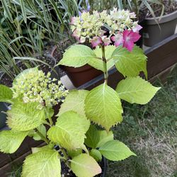 Well Established Blooming Hydrangea Beautiful Perennial Plant.