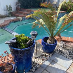 Blue Pot Spanish Style Plants 
