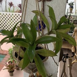Callisia Fragans Or Basket Plant,Plants On A Glass Pot With  Macrame  Hanger 