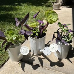 Succulent Watering Cans Planter