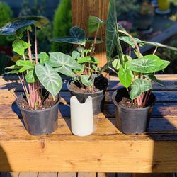 Price is each—Live indoor Alocasia Ivory Coast plant in a plastic nursery planter pot—firm price