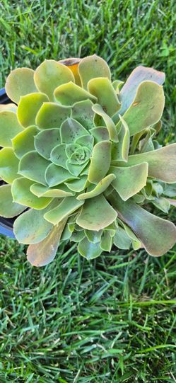 $5 Each Succulent