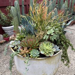 Large Succulent Garden 