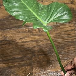 Philodendron Golden Dragon Plant 