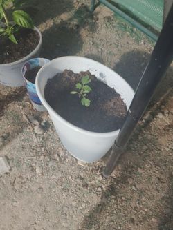 Young SERRANO Chile Pepper Starter Plant In 1.5 Gallon Container