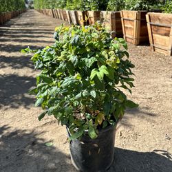 Nandina Nana