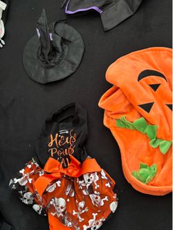 Small Halloween pet costumes
