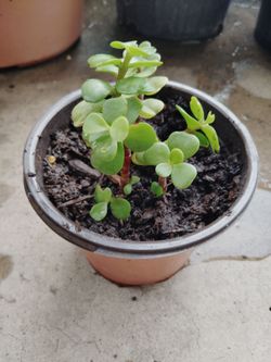 planta jade o abundancia $3