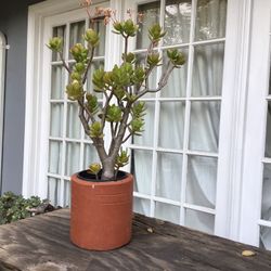 Beautiful Succulent Plant 30” H  