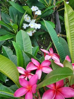 Plumeria