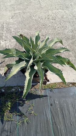 Agave Catch A Wave - 3 Gallons
