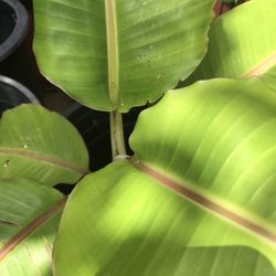Banana Tree Plant 