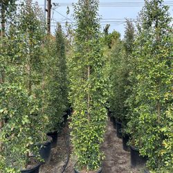 Eugenia Privacy Hedge