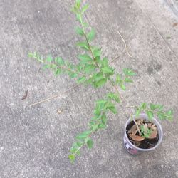 Mehede Or Hena Plant 