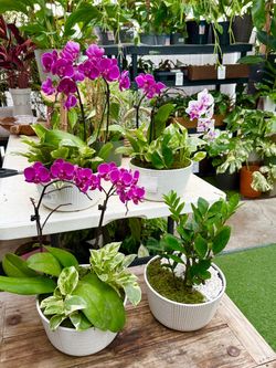 Plants (8”pot🌿Orchid w/ njoy pothos & ZZ $15 each)
