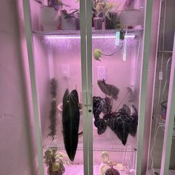 All Plants And Glass Show Containers Must Go ! 