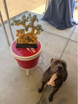 Fung shui Jade MONEY tree