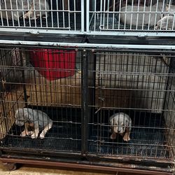 Stackable Puppy Kennel 