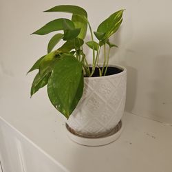 Healthy Ivy Plant With Ceramic Pot