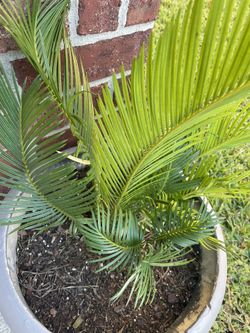Sago Plant and pot