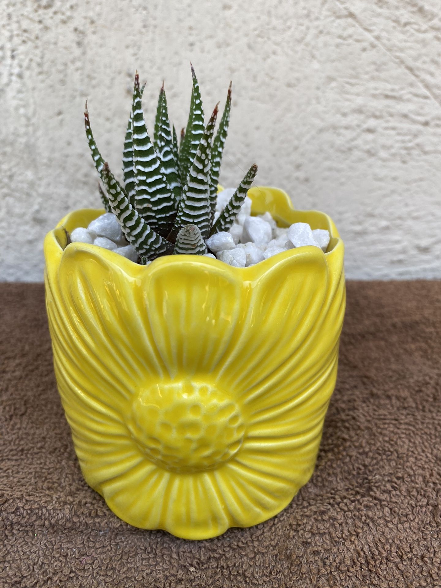 Succulents Aloe Vera Zebra Plant ..