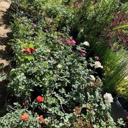 Shade Trees Rose Trees Palm Trees Fruit Trees Flowers 