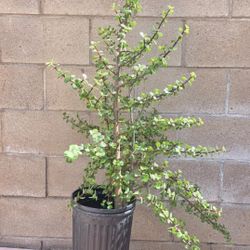 4 Feet Bush Jade Plant 