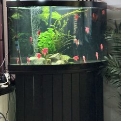 Aquarium 