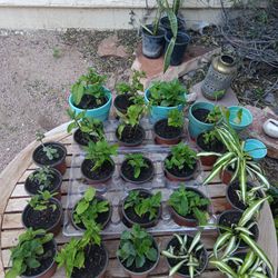 Sweet Mint Plants And More 
