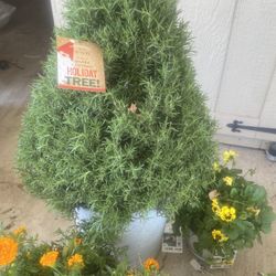 Unbeatable Tree And Plant Sale!!! 